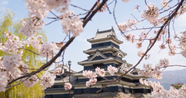 Matsumoto castle with spring cherry blossoms