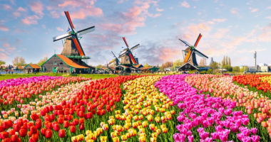 Landscape with tulips, traditional dutch windmills and houses near the canal in Zaanse Schans, Netherlands, Europe
