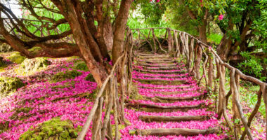 AS_212971026 - Purple petals fallen