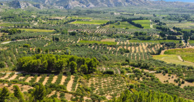 Olivenbäume im Tal von Les Baux-de-Provence am Fuß der Alpillen in Südfrankreich.