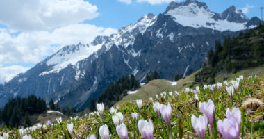 Tyrol crocus