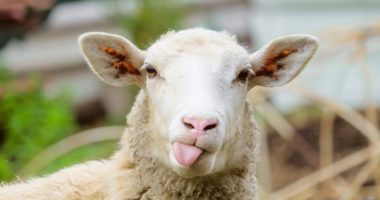 Funny sheep. Portrait of sheep showing tongue.